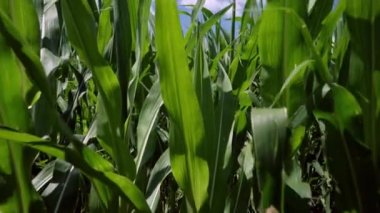 Close up detail of healthy young green maize plants growing outdoors in a farm field