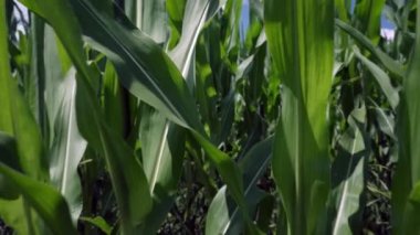 Close up detail of healthy maize plants with green leaves in a full frame view for an agricultural background