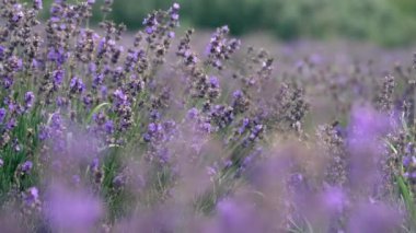 Farming background of colorful purple lavender growing outdoors in a field with selective focus