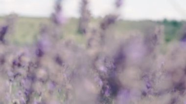Soft blurred background of fresh purple lavender flowers growing in a field