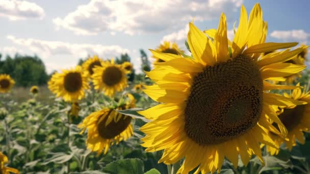 Large Vivid Yellow Sunflower Growing Field Viewed Close Rest Crop — Vídeo de stock