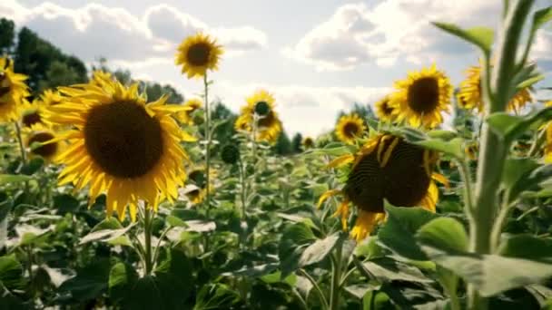 Crop Bright Yellow Sunflowers Agricultural Field Viewed Close Cloudy Sky — Vídeo de Stock