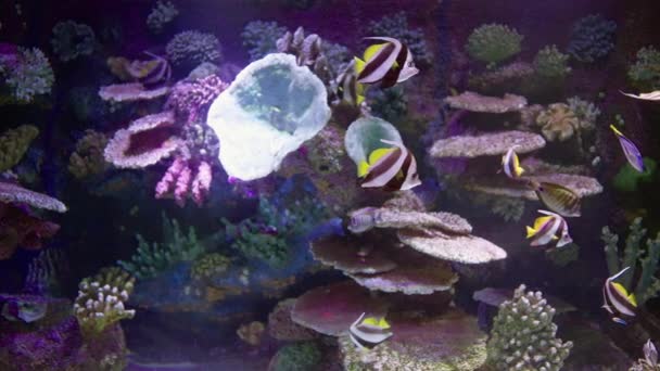 在一个大而明亮的水族馆里 色彩艳丽的热带鱼在珊瑚礁边游来游去 礁上有珊瑚和海绵 — 图库视频影像