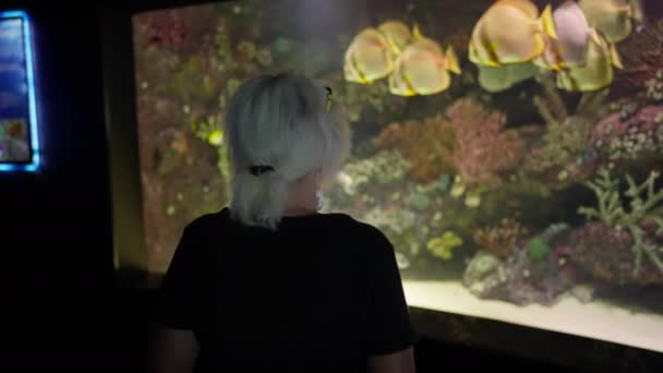 Büyük Bir Akvaryumda Kayalık Mercan Resifini Yüzerek Geçen Renkli Tropikal — Stok video