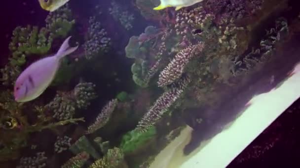 Manmade Coral Reef Large Aquarium Tropical Fish Tourism Marine Biology — Stock video