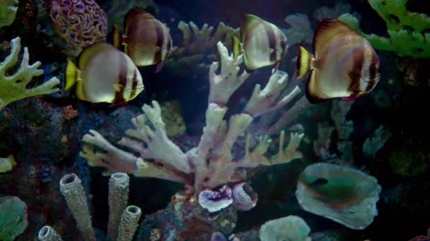 Colorful Tropical Fish Swimming Coral Reef Sponges Large Aquarium Display — ストック動画