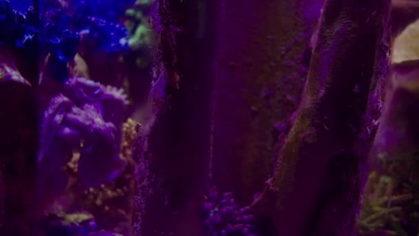 Colorful Lights Large Marine Aquarium Holiday Resort Lighting Corals Rocky — Stok video