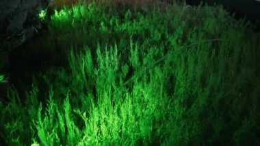 Waving fronds of green aquatic plants lit by lights growing underwater in an aquarium display with ropes or cables passing through the plants