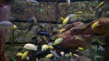 Shoals of brightly colored tropical fish in an aquarium swimming around a sunken stone wall of a ruined submerged building