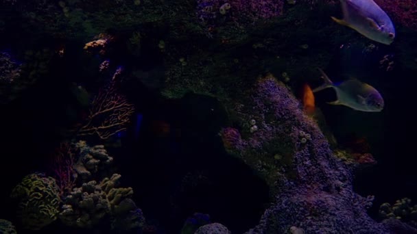 Corals Sponges Rocky Reef Large Aquarium Illuminated Dark Water Tropical — Vídeo de stock