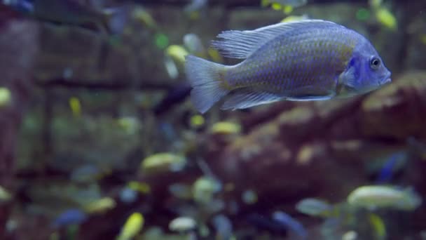 Tropical Fish Lit Blue Light Swimming Reef Amongst Shoal Colorful — Vídeo de Stock