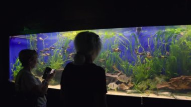 Two women watching tropical fish swimming amongst tall trailing green aquatic plants in an aquarium during their summer vacation
