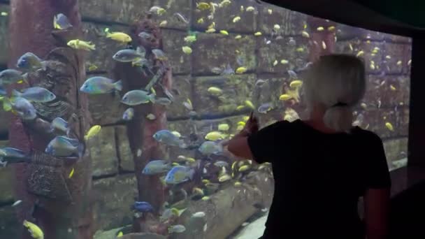 Жінка Туристка Вказує Барвисту Тропічну Рибу Яка Плаває Повз Занурену — стокове відео