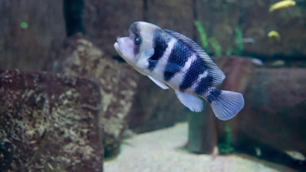 Cyphotilapia Frontosa Называемая Передняя Цихлида Фронтоза Плавает Большом Аквариуме Вид — стоковое видео