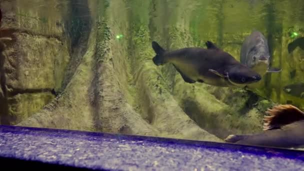 Рыба Плавающая Водой Морской Выставке Большом Аквариуме Проходящей Мимо Ствола — стоковое видео