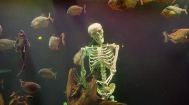 Bleached white skeleton of a pirate or sailor from an old shipwreck amongst rocks on the floor of a large aquarium tank with shoals of fish swimming by