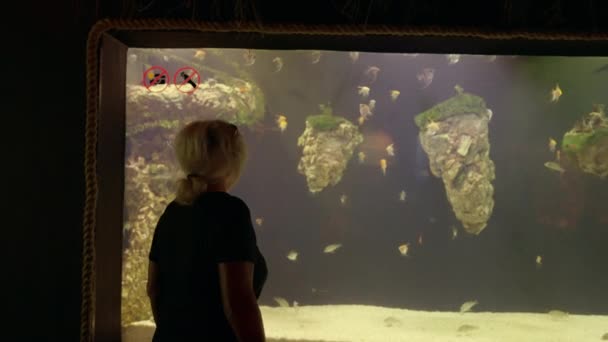 Woman Traveller Looking Display Windows Aquarium Shoals Small Tropical Fish — Stock Video