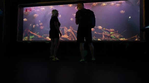 Couple Standing Chatting Front Aquarium Display Silhouetted Brightly Lit Water — Videoclip de stoc