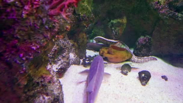 Urn Amphora Lying Sand Aquarium Large Electric Eel Shark Amongst — Video Stock