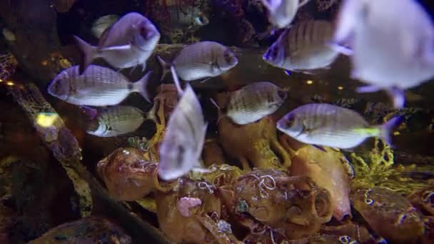 Shoal Fish Swimming Amongst Amphoras Old Shipwreck Large Aquarium Lit — Stock videók