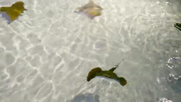 Manta Rays Swimming Underwater Large Aquarium Sandy Bottom Sunlit Sparkling — Video Stock