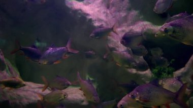 Large shoal of fish swimming underwater in an aquarium against a rocky reef in a close up full frame view
