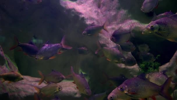 Large Shoal Fish Swimming Underwater Aquarium Rocky Reef Close Full — Stock video
