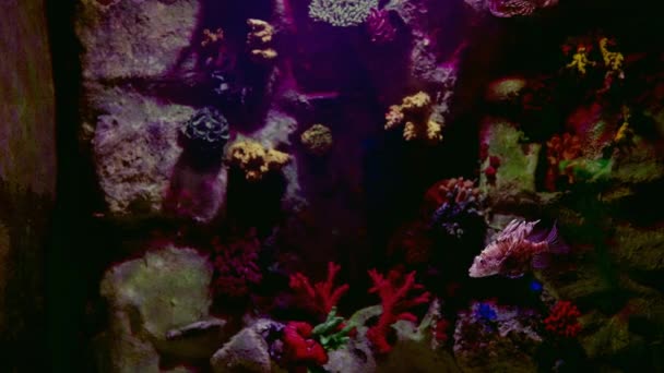 Colorful Coral Sponges Rocky Underwater Reef Aquarium Scorpion Fish Swimming — Stockvideo