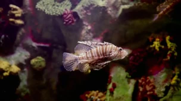Striped Brown White Scorpion Fish Swimming Reef Underwater Large Aquarium — Stockvideo
