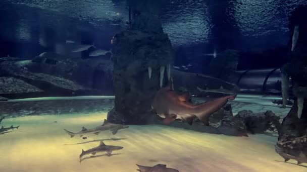 Sharks Swimming Rocks Wrecked Airplane Underwater Large Aquarium Display Copyspace — ストック動画