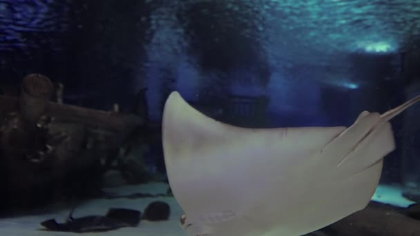 Ray Fish Aquarium Viewed Close Its White Bottom — Stock videók
