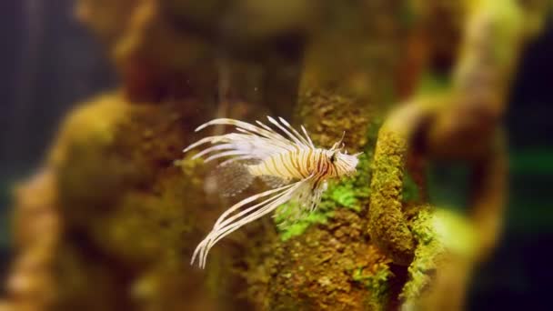 Scorpion Fish Swimming Rocky Reef Aquarium Illuminated Ray Light Copyspace — Video