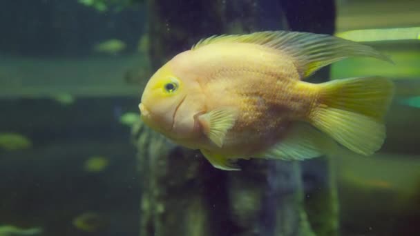 Close Orange Fish Swimming Dimly Lit Aquarium Tank Copyspace Marine — Stockvideo