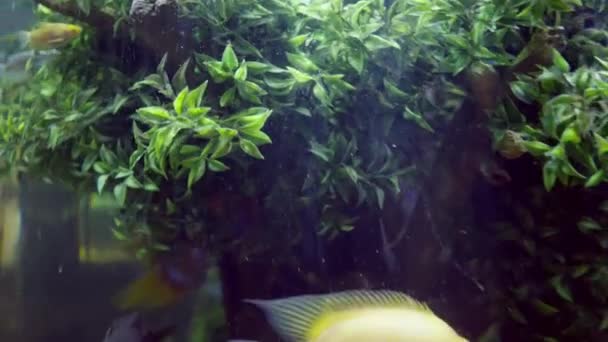 Underwater Green Foliage Plants Ray Sunlight Large Aquarium Disappearing Fish — Stock videók