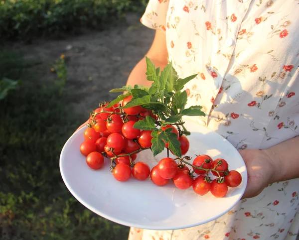 Tomates cereja — Fotografia de Stock