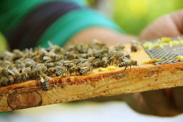 Bijen op honeycells — Stockfoto