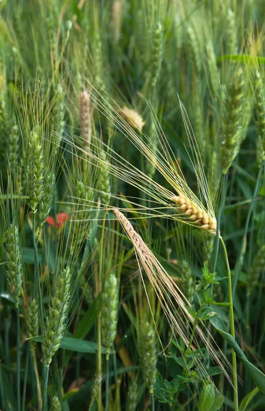 Coquelicots sur le champ vert — Photo