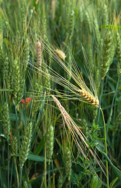 Papaveri sul campo verde Immagine Stock