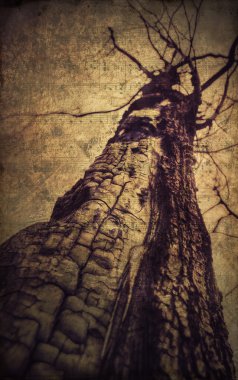 Aşağıda koyu eski yanık ağaç görünümü