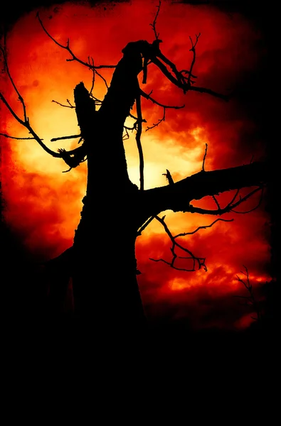 Ağaç dalları sallayarak yanan günbatımı silüeti Stok Resim