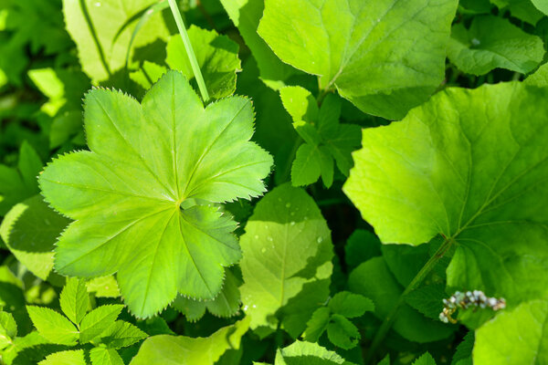 Зеленый лист летний парк яркий солнечный свет капли
