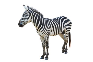 beyaz arkaplanda izole edilmiş zebra