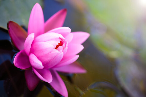 Цветочный фон лотоса
