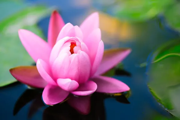 Lotus flower background — Stock Photo, Image