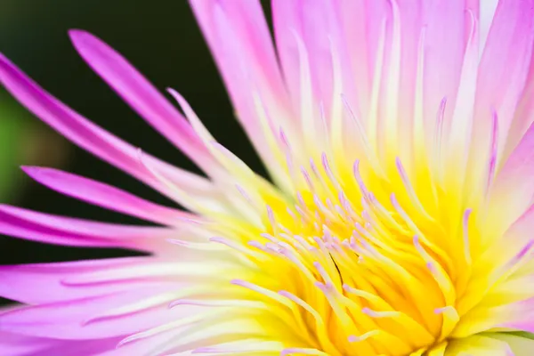 Pollen jaune du lotus rose — Photo