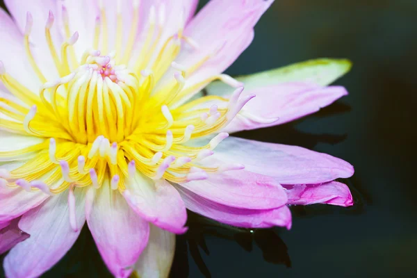 ดอกบัวสีชมพู — ภาพถ่ายสต็อก