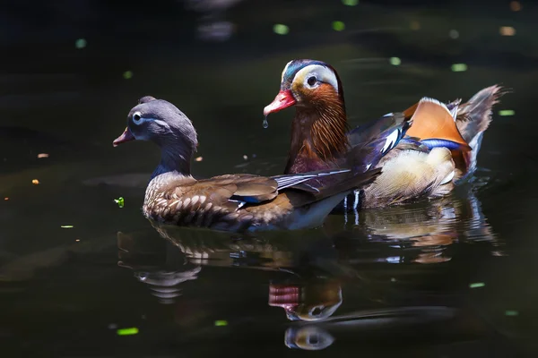 Mandarinenente — Stockfoto