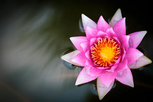 Цветок розового лотоса в бассейне — стоковое фото