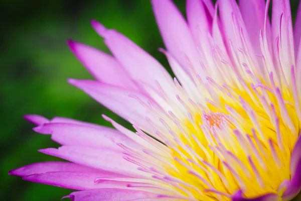 Closeup žlutého pylu Růžový lotos — Stock fotografie