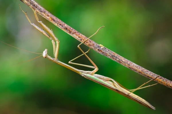 Mantis. — Fotografia de Stock